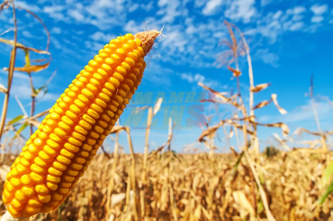 Con buenos rindes, maíz zafriña llegaría a 1 millón de ha de siembra