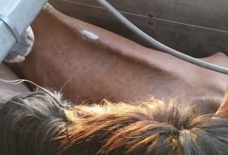 Polica detiene a hombre en Ponta Por que venda caballos para produccin de embutidos
