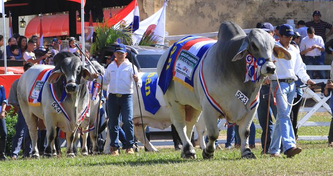 Paraguay tiene un estatus sanitario envidiable y reúne condiciones para exportar a cualquier mercado, defiende ministro