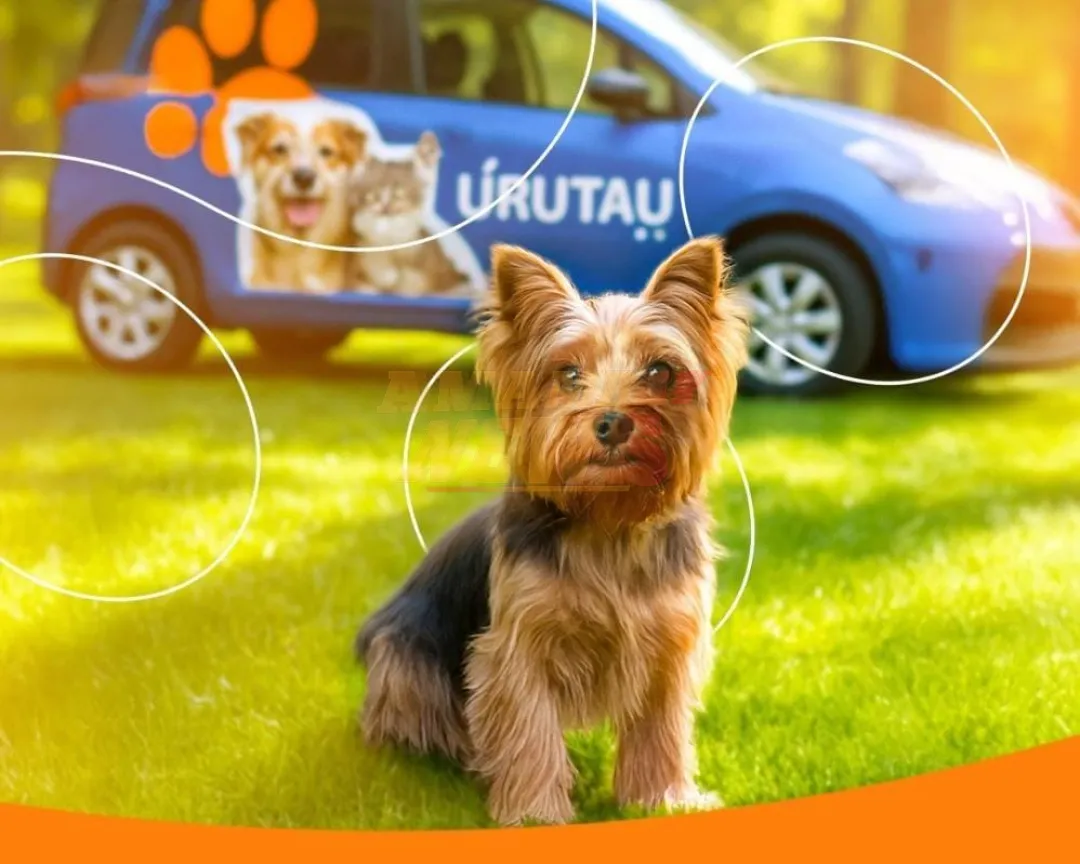 Urutau Pet Revoluciona el Transporte de Mascotas en Paraguay