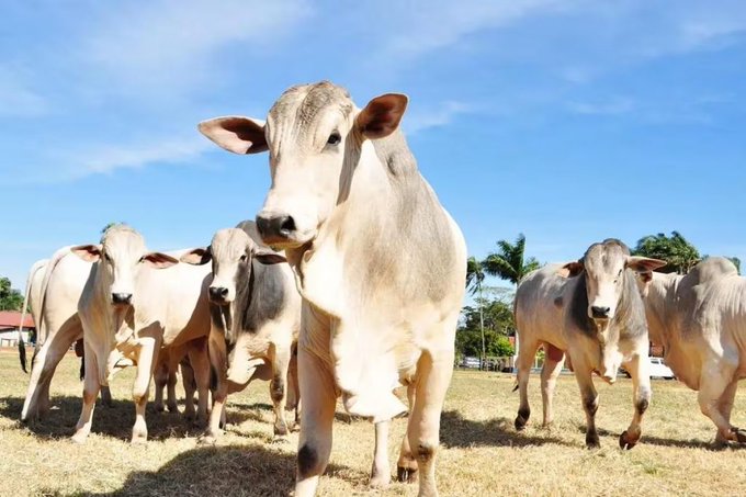 Brasil investiga caso sospechoso de "enfermedad de las vacas locas"