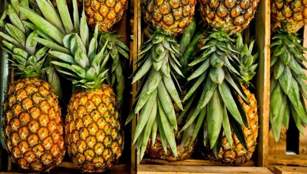 Horqueta exportará piña a Argentina: 200 productores beneficiados