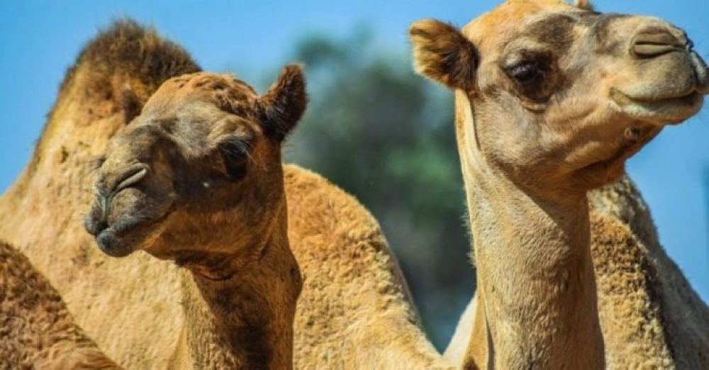 Desde helicópteros mataron a 5.000 camellos en Australia