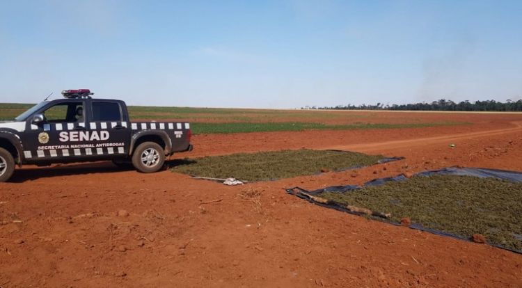 En dos años Senad de Caaguazú requisó drogas por más de US$ 11 millones