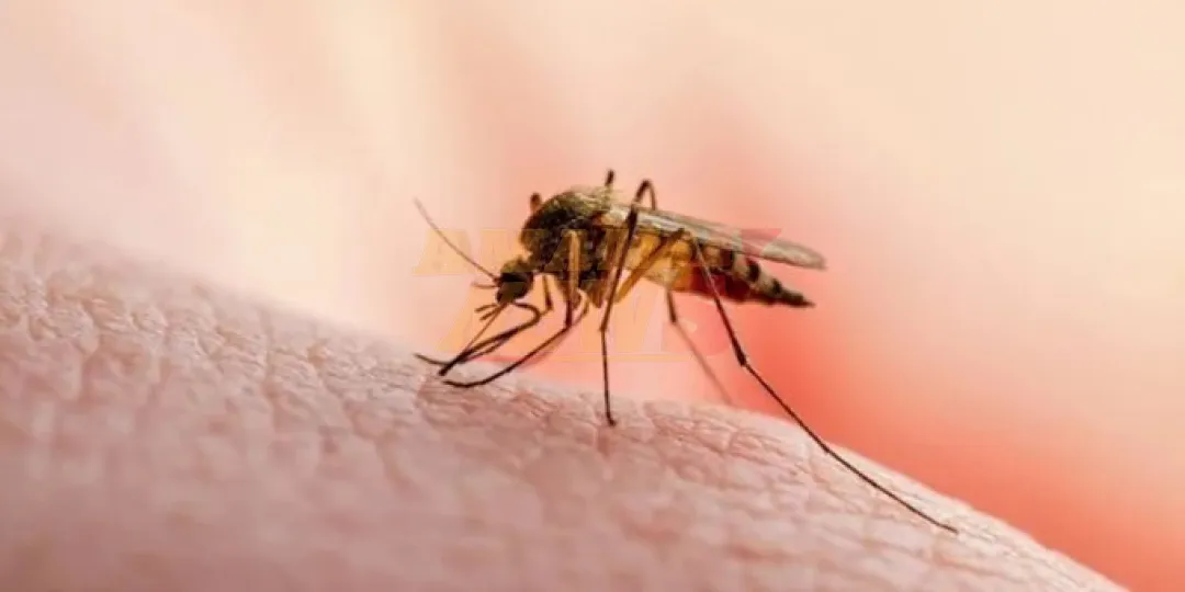 Central y Asunción, en el epicentro del brote de dengue