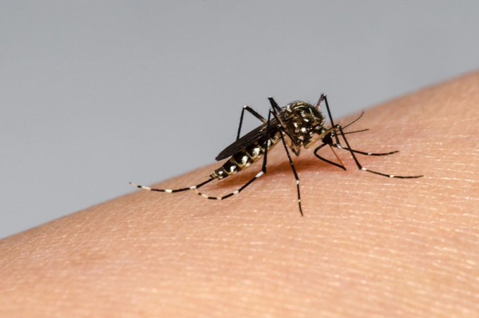 La OPS advierte sobre la "peor temporada de dengue" que puede enfrentar América en 2024