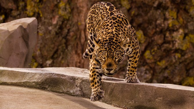 Un jaguar escapa de su recinto y mata a un hombre en Bolivia