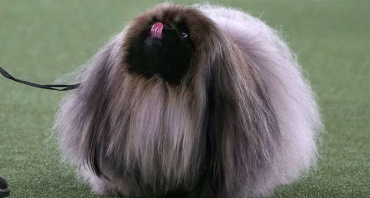 Un pequinés llamado Wasabi gana el famoso concurso canino de Nueva York