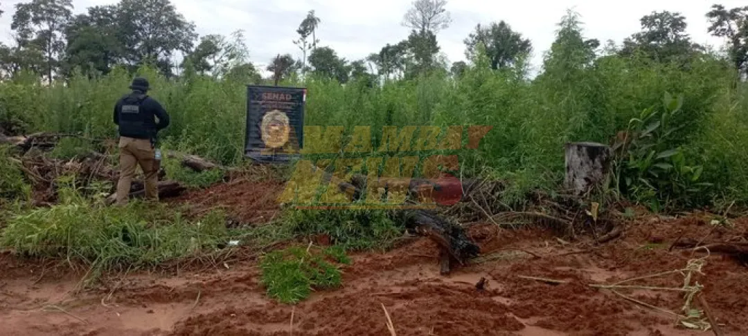 Destruyen 2 hectreas de supuesta marihuana en Ybypyt