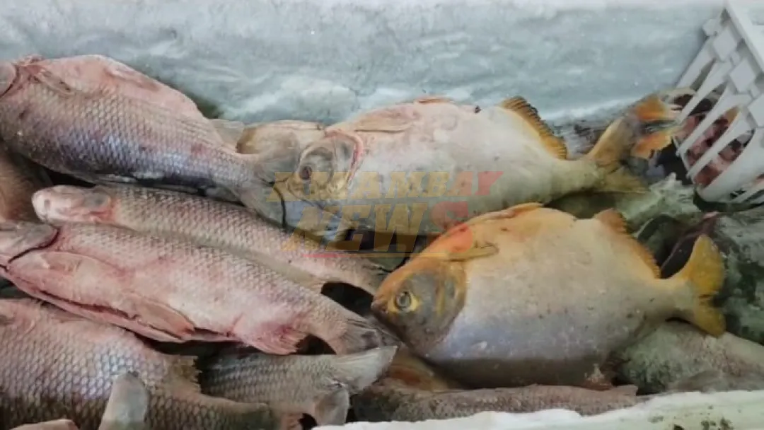 Escasez de pescado dispara precios en Concepción