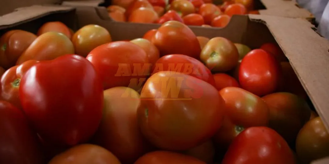Precio del tomate, nuevamente por las nubes: MAG justifica suba