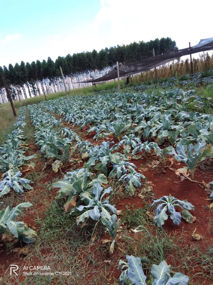 MAG ningunea a hortigranjeros de Minga Guazú al no desembolsar fondos para infraestructura
