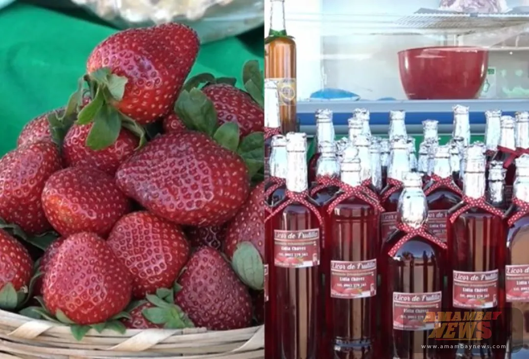 Bajas temperaturas retrasaron producción de frutillas e impactaron en el precio final