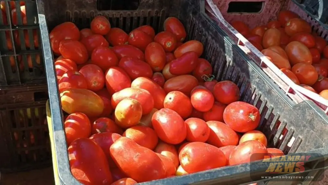 Incautan 1 tonelada de tomate presuntamente de contrabando en Yby Yaú