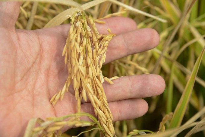 Paraguay con gran potencial en producción de arroz