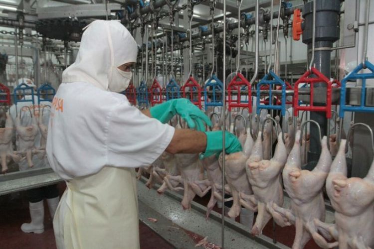 Afirman que los que consumen pollos de contrabando, solo sabotean al país