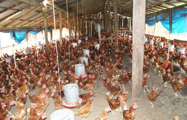 Podrían morir 15 millones de aves por la falta de abastecimiento de maíz