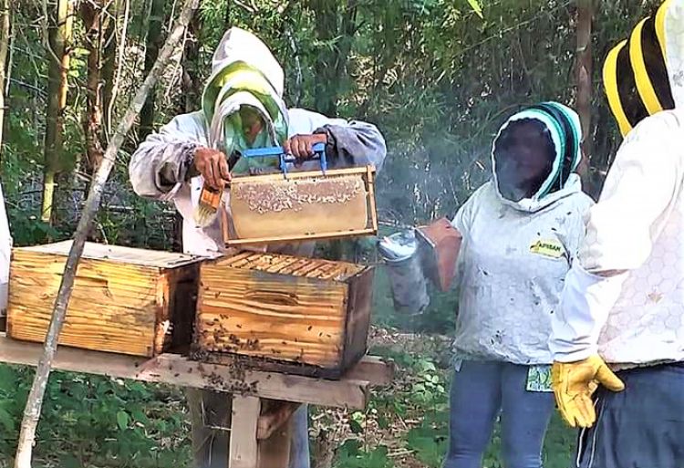 Apicultores de Ayolas obtienen producción de alta calidad con apoyo de la EBY