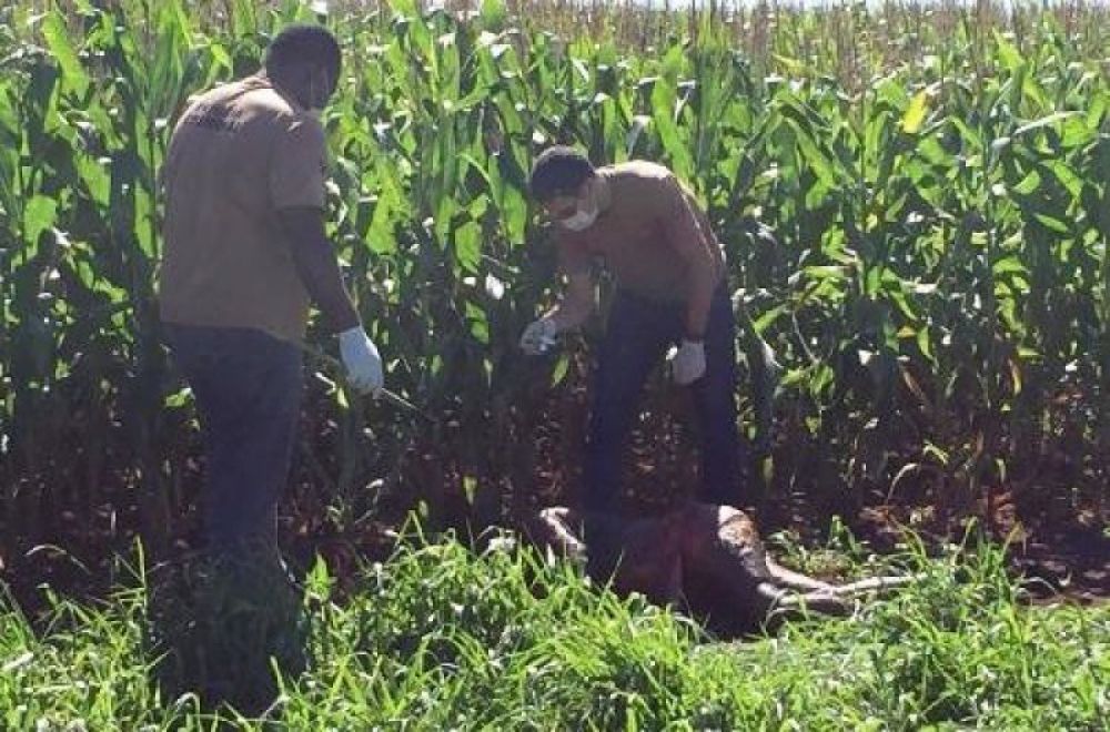 Hallan cadáver de una joven embarazada en Ponta Porã