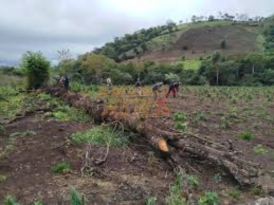 Operación Nueva Alianza: Anulan 36 toneladas de drogas en Amambay