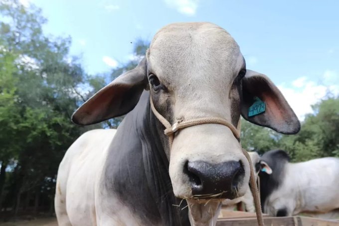 Aseguran que vacuna anti-aftosa no es causante de la mortandad de ganado en Itapúa