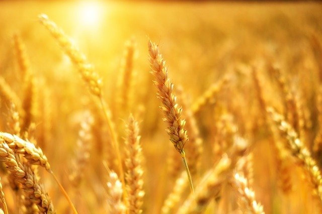 Un estudio deduce que el cambio climático podría disparar la inflación de alimentos