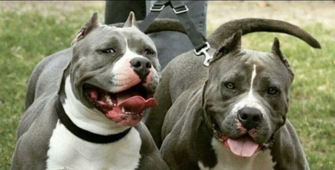 Dos pitbull destrozan a un bebé y a su hermana frente a su madre