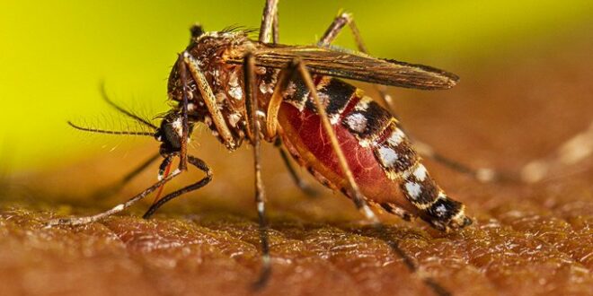 Analizarán vacuna contra el dengue aprobada en Brasil y Argentina