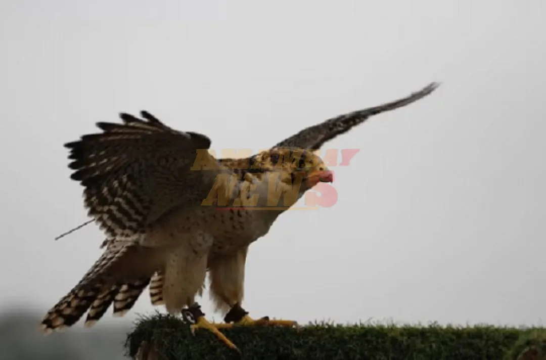 Medidas contra aves en el Silvio Pettirossi para prevenir riesgos aéreos