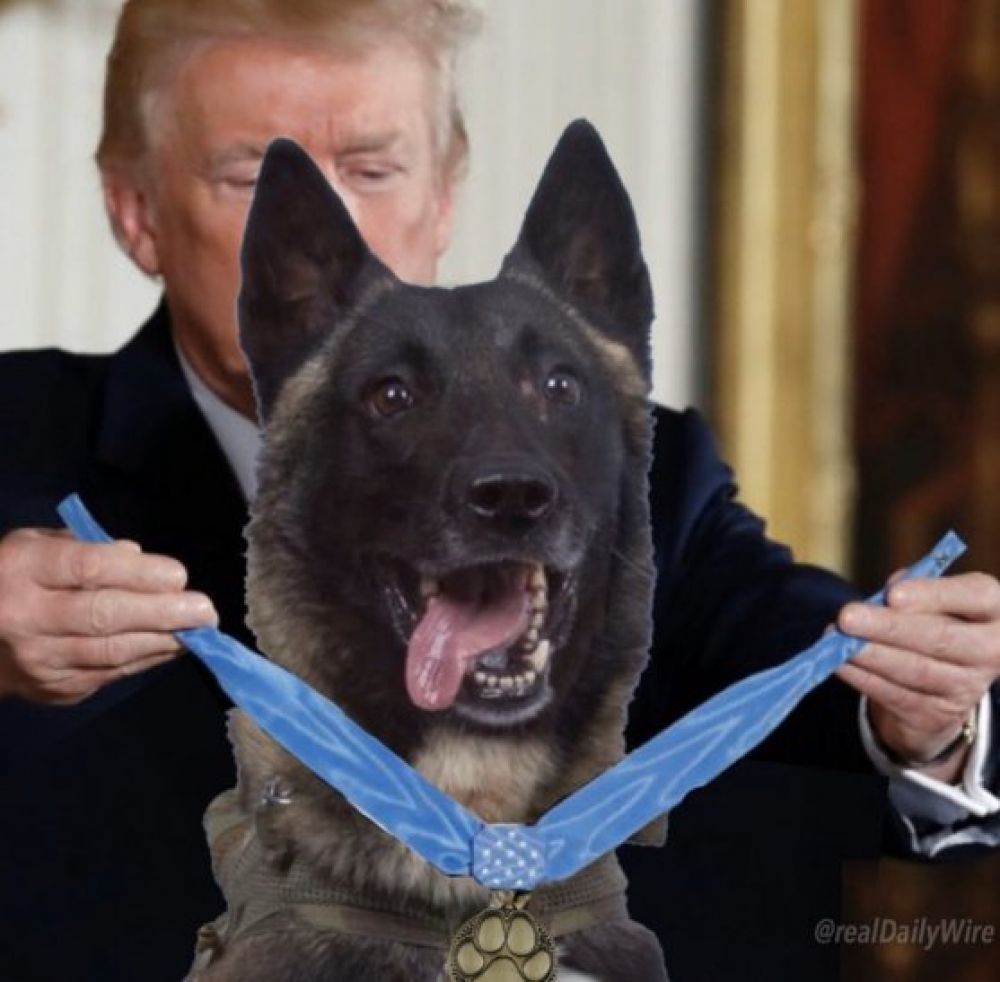 Trump recibirá en la Casa Blanca a Conan, el perro que acabó con Al Bagdadi