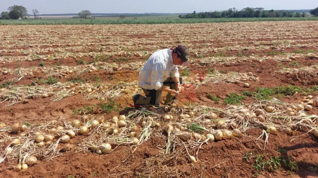 Itacurubí del Rosario: Productores de cebolla en pie de guerra contra el contrabando