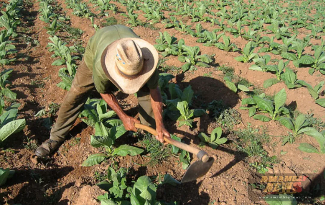 Afirman que las perspectivas para el sector agrícola en el norte del país no son favorables