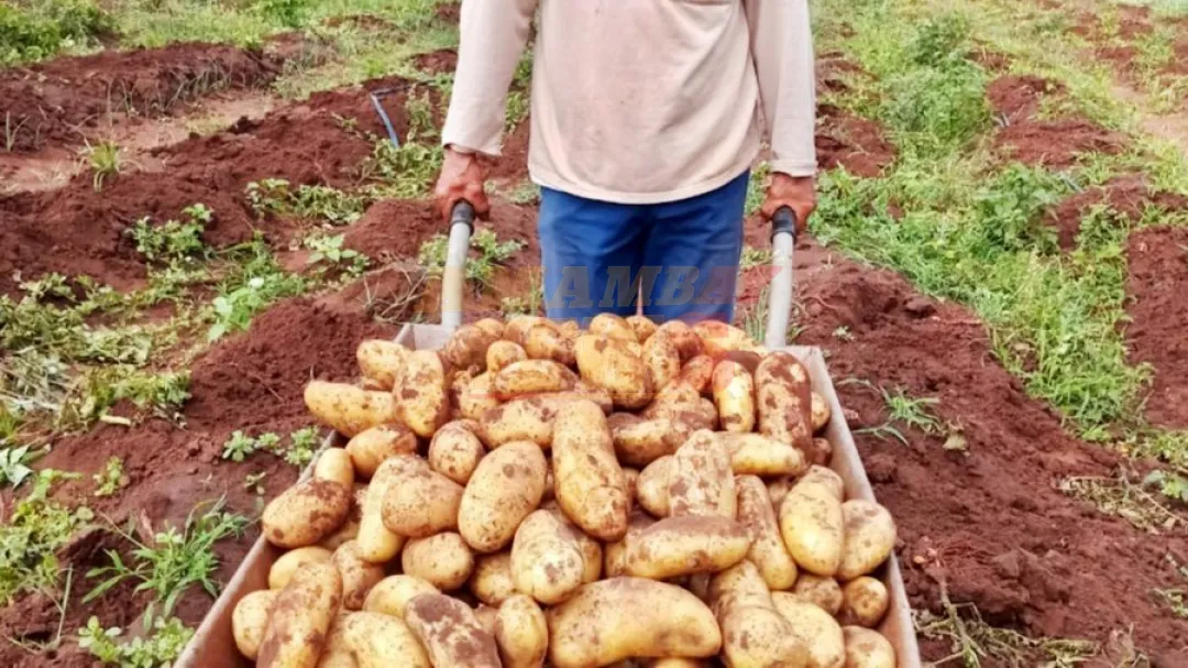 Productores de Amambay logran cosecha de 2.600 kilos de papa
