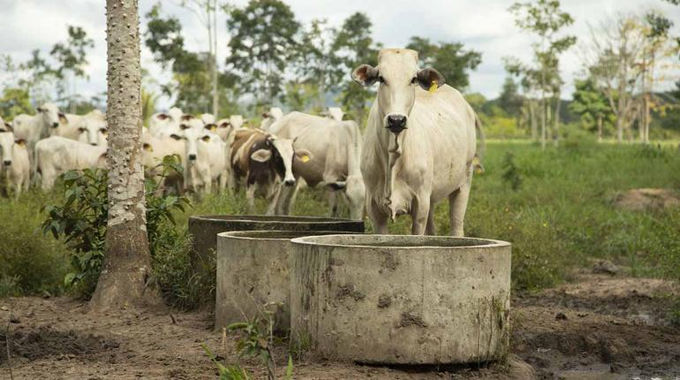 Brasil registra un récord histórico de sacrificios de reses en el primer trimestre de 2024