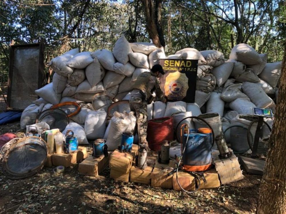 Senad desmanteló campamentos con 12 toneladas de marihuana en Capitán Bado