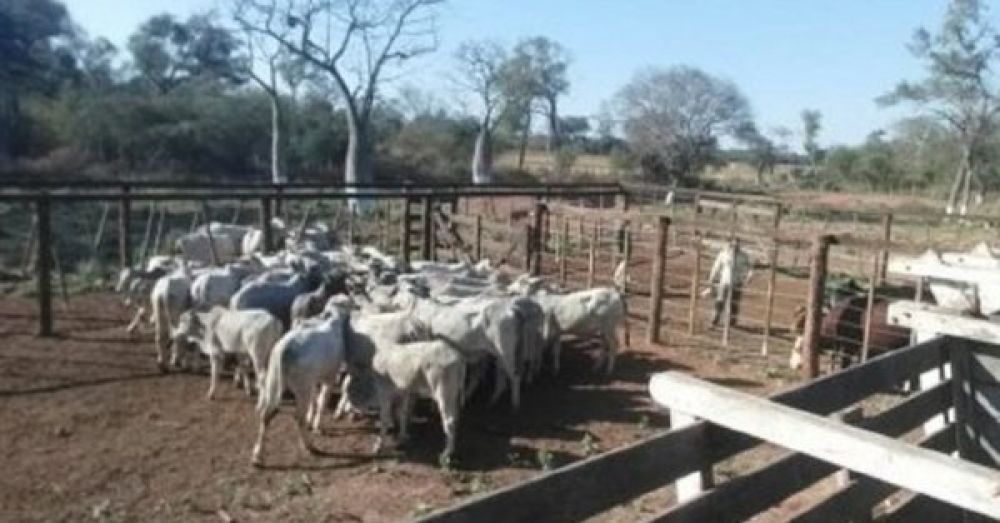 Crimen en el Chaco: Hallan tercer camión con ganado vacuno robado