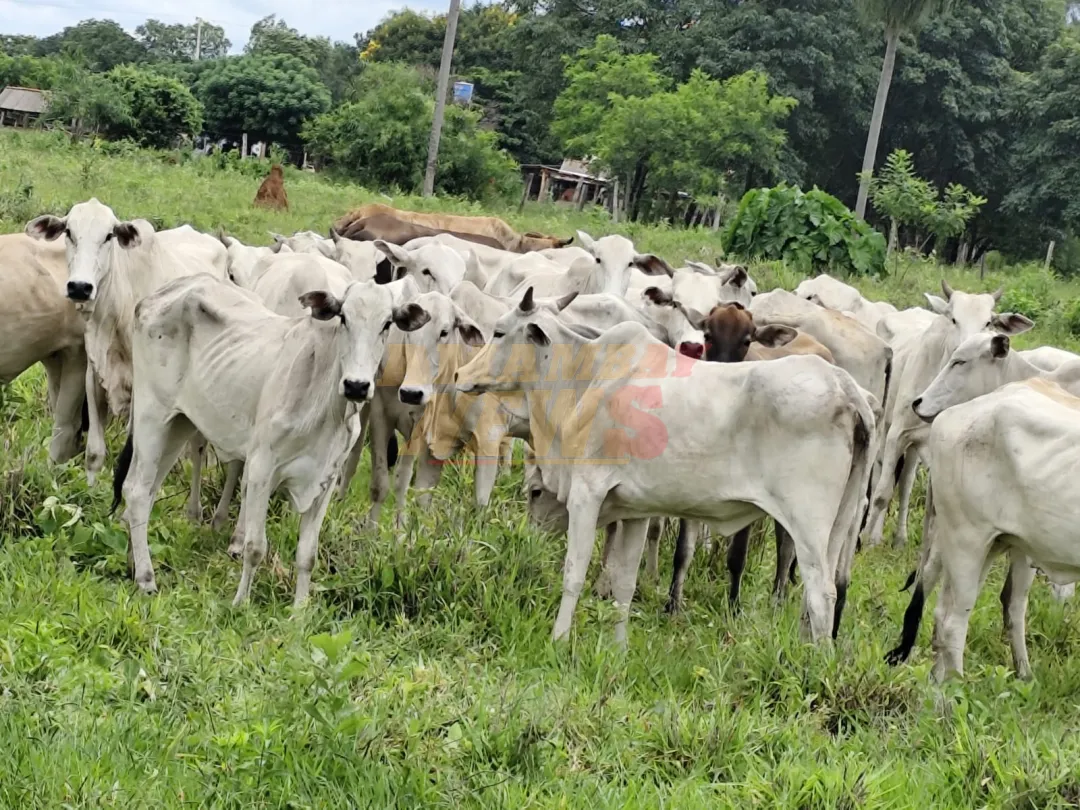 Recuperan animales robados de la estancia de Ronald Acevedo