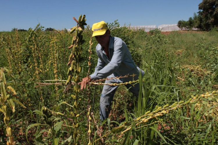 Productores de sésamo son los más afectados por la sequía en San Pedro