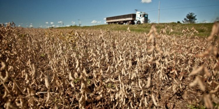 Productores estiman importantes pérdidas para este año por la falta de lluvias
