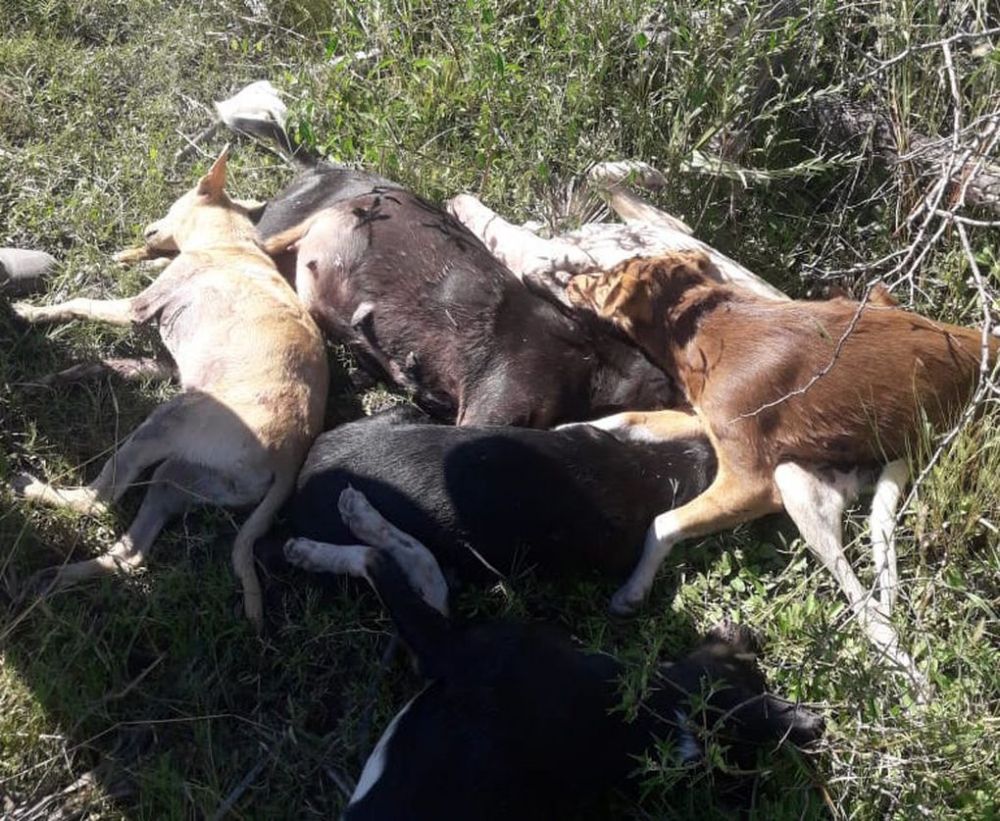 Denuncian matanza de perros en estancia del Chaco