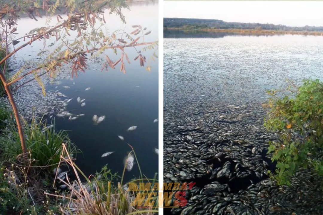 Revelan causas de mortandad de Peces en Coronel Oviedo