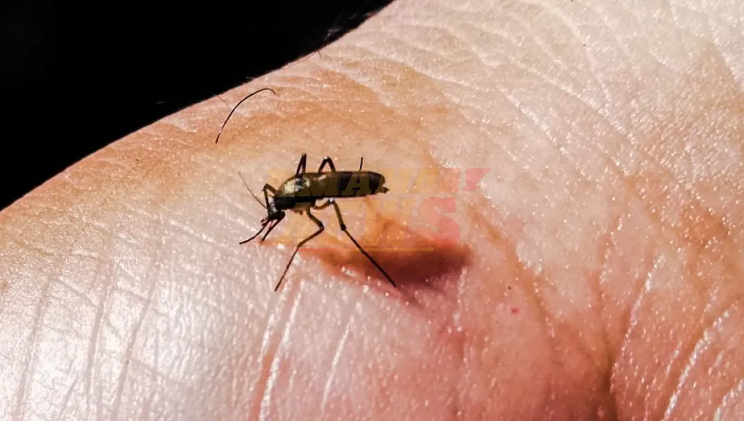Confirman tres nuevos casos de chikungunya en el departamento de Amambay