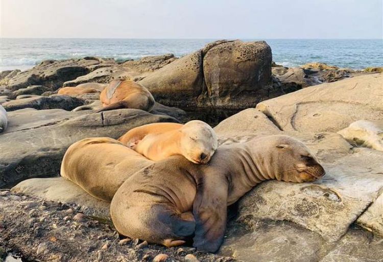 Encuentran a miles de lobos marinos muertos en Namibia tras un "aborto masivo"