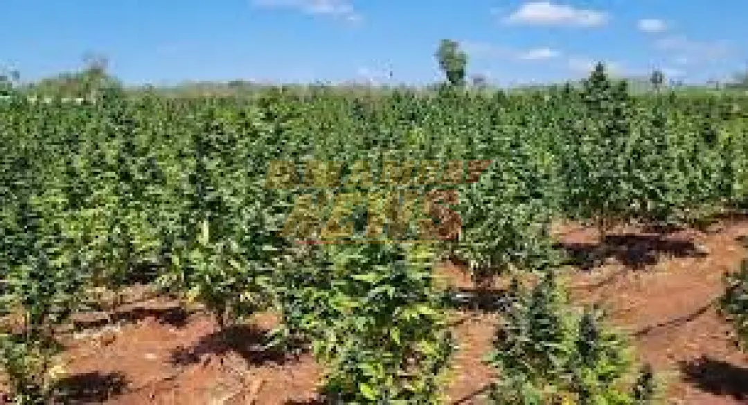 Fiscalía acusa a seis personas por narcotráfico en megacausa “Distorted”