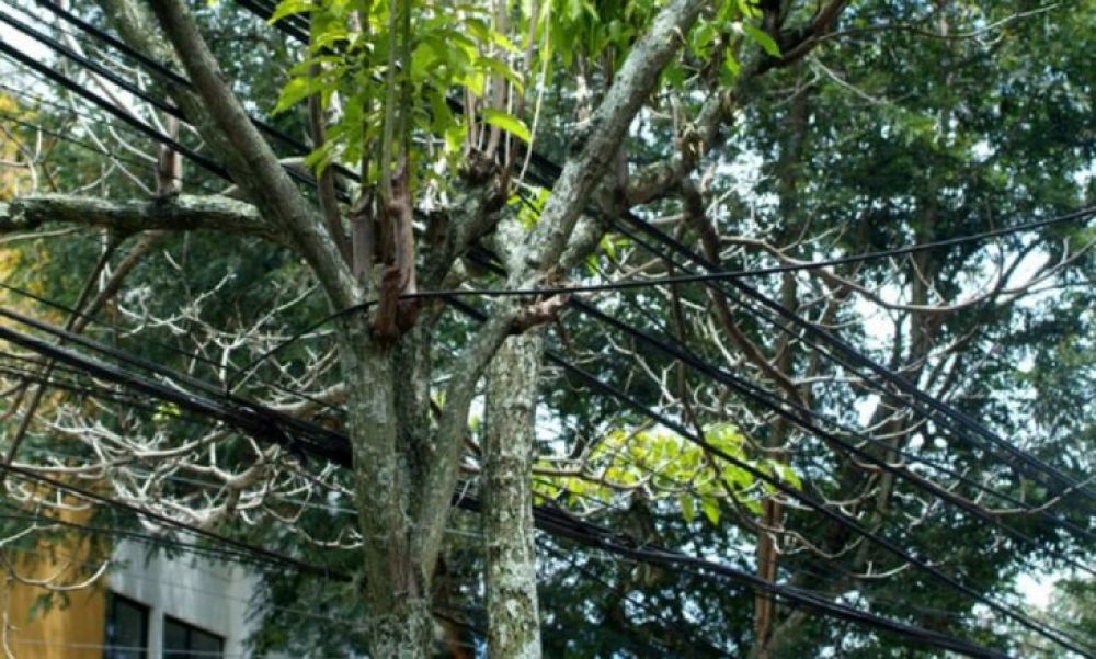 Joven muere electrocutado al intentar podar un árbol en CDE