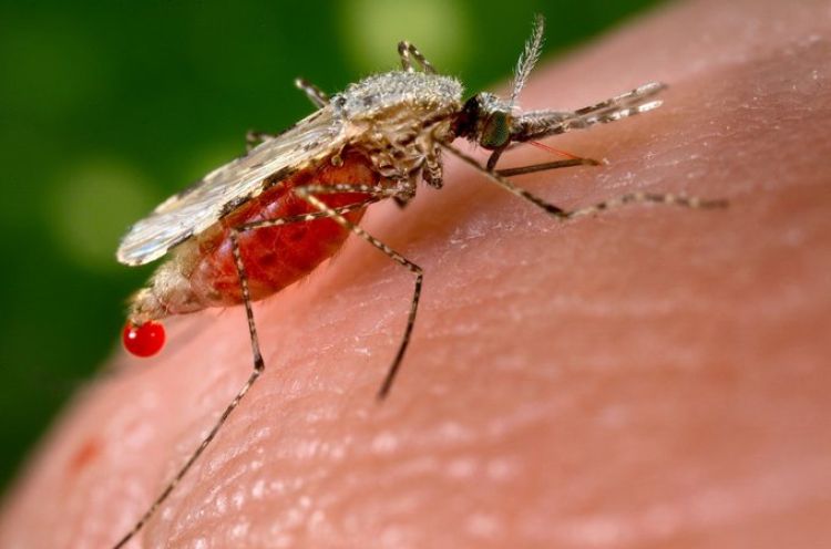 Día del Paludismo: Salud recuerda que prevenir la malaria es una misión conjunta