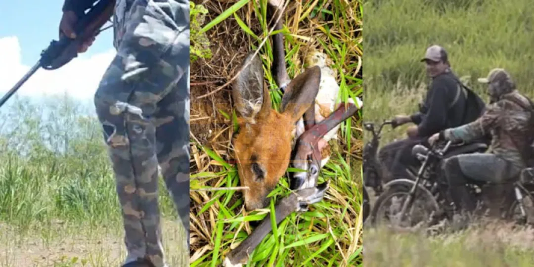 Cámaras trampa descubren presencia de cazadores furtivos en reservas de la EBY