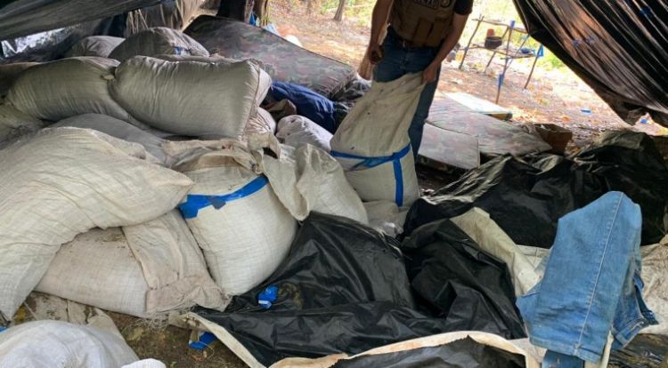 SENAD elimina más de 2 toneladas de marihuana en Concepción