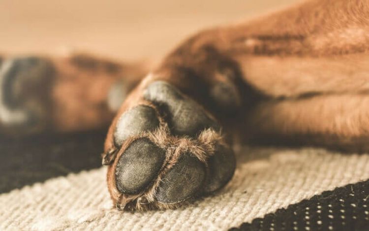 Matan a cuchillazos a un perro y dejan una nota de amenaza en Pastoreo