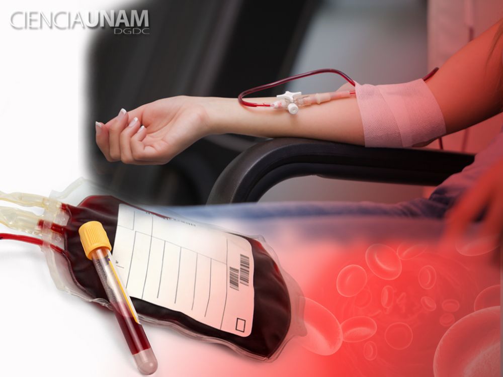 Sangre segura para todos en el Día Mundial del Donante